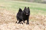 SCHIPPERKE 466